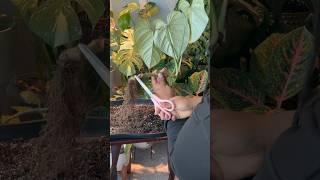 Repotting my Philodendron Gloriosum repotting philodendron [upl. by Anivlis]