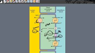 Thiazide Diuretics part1  Indication [upl. by Allene]