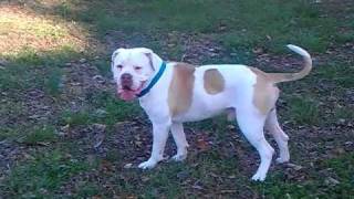 KGB ALAPAHAS  BROCK  ALAPAHA BLUE BLOOD BULLDOG [upl. by Yessydo]