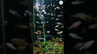 New Fish Arrivals  Copper Tetra Harlequin Rasbora Golden Algae Eater Siamese Algae Eater [upl. by Nongim298]