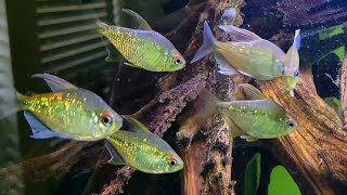 cant have enough of my diamond Tetras [upl. by Artemed]