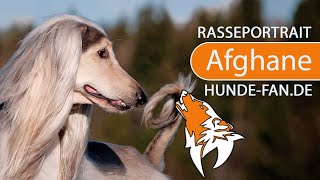 ► Afghanischer Windhund 2018 Rasse Aussehen amp Charakter [upl. by Gilleod]