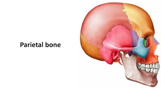 Parietal bone Prof Dr Md Ashfaqur Rahman [upl. by Harrak]