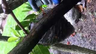 WASP NEST ON TREE REMOVAL [upl. by Dugaid939]