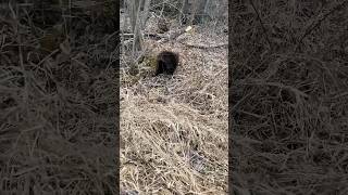 Proving Porcupines can’t Shoot Quills [upl. by Machute]