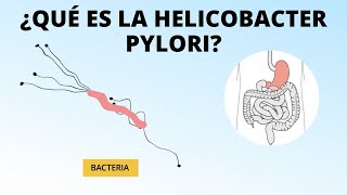 ¿Qué es la helicobacter pylori [upl. by Acireit]