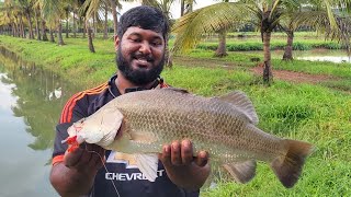 Fishing is a barramundi farm in GoaIndia [upl. by Sirtaeb]