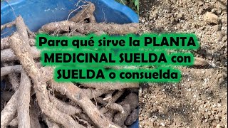 Para que sirve la SUELDA O CONSUELDA planta medicinal [upl. by Eissoj]