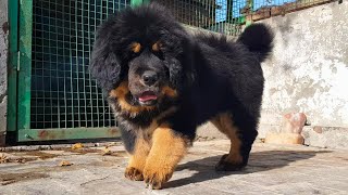 Tibetan Mastiff Female Puppies 919417730301 tibetanmastiffpuppies [upl. by Nico688]