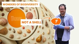 The Mollusc Exhibit with an Easter Egg in it  Wonders of Biodiversity [upl. by Ihteerp]