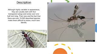 Beneficial Insect of the Week Braconid Wasp [upl. by Blen]