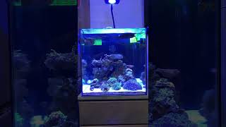 My first reef tank Waterbox Mini Peninsula 25 reef coral saltwateraquarium waterboxaquariums [upl. by Edy]