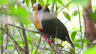 Yellow breasted fruit dove sounds  wild dove  phillipines yellow breasted dove  Hagumhum [upl. by Pamela903]