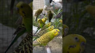 New birds wowbirds budgie lovebirds cockatiel pet petsvlog aviary parakeet shortsfeed bird [upl. by Edmondo]