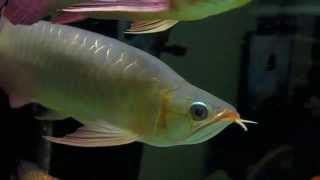 SUPER SUMO U BACK Crystal Red Arowana [upl. by Esoj]