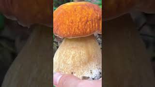 Immersive mushroom picking in the forest Boletus edulis explosion box asmr wildfood fungi [upl. by Ainsley633]