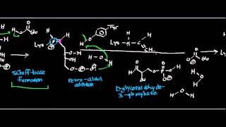 Biochemistry  Deoxyribose5Phosphate Aldolase  Physiology Biochemistry amp Mechanism [upl. by Ced]