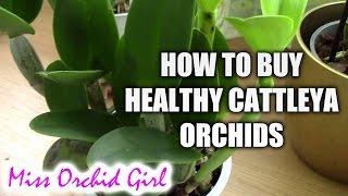 How to recognize sick or healthy Cattleya orchids  Tips for buying healthy orchids [upl. by Tarr]