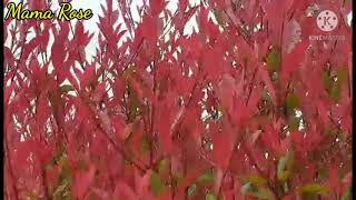 Photinia Red Robin [upl. by Sink]