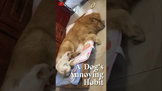 A Dogs Annoying Habit animals dog [upl. by Brownley]