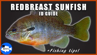 Redbreast Sunfish Identification Guide Lepomis auritus  Fishing Tips [upl. by Erna544]