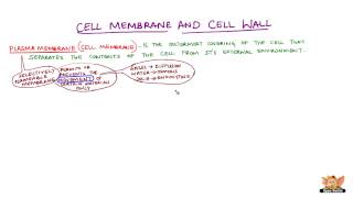 Cell Membrane and Cell Wall [upl. by Felic]