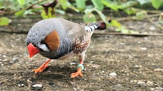 Zebra finch sound  My singing will make you relax [upl. by Zosima]