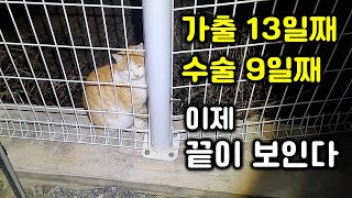 고양이가 집을 나간지 13일 지났다 드디어 [upl. by Aro]