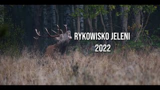 RYKOWISKO JELENI 2022 4K DEER RUT [upl. by Asserak]