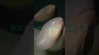 SNAILFISH PSEUDOLIPARIS SWIREI  SPESIES IKAN LAUT DALAM DI PALUNG MARIANA [upl. by Norehc]