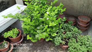 Beli flower plant careHow to grow Beli flower plant [upl. by Atorod217]