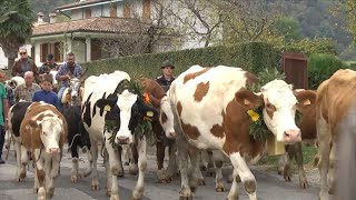 Nel basso Feltrino la quotdesmontegadaquot da Malga Piz [upl. by Ahsika56]