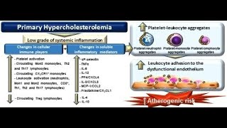 Classifications of Primary Hyperlipidemia [upl. by Eylhsa]