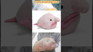 shortsblobfish🥹 science trending ChetanMongaVlogs ytshorts [upl. by Jeffery]