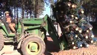 Christmas Tree Harvest at Dutchman Tree Farms [upl. by Nosilla]