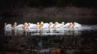 AMERICAN WHITE PELICANS  LAKE MENA ARKANSAS [upl. by Scheck662]