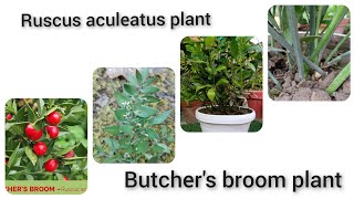 Ruscus aculeatus plant how to grow and care ruscus aculeatus plant [upl. by Htidirem]