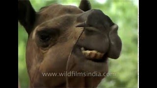 Camel enjoys munching  he has sharp teeth [upl. by Eilama]