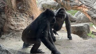 gorilla モモコ怒る【‎2024年‎4月3日】【上野動物園】ゴリラ💓Momoko Im angry [upl. by Sinnal]