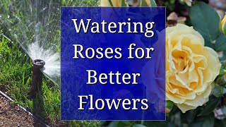 How To Use Rose Water CORRECTLY And Glow [upl. by Eugaet]