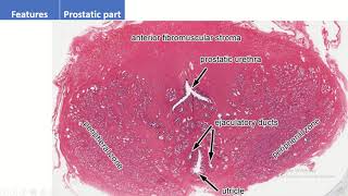 Urethral Zones Understanding Unique Characteristics of Prostatic Membranous and Penile Segments [upl. by Arok]