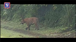 Pagi petang nampak harimau belang [upl. by Ennad99]