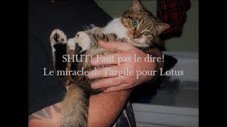 Le miracle de largile pour Lotus chaton rescapé  SHUT FAUT PAS LE DIRE [upl. by Urbannal347]