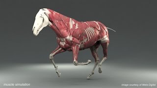 Weta Digital Horse FEM Simulation [upl. by Estele909]