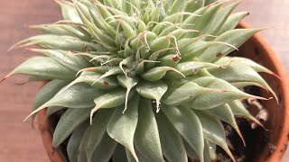 How to kill mealy bugs on succulents [upl. by Burrows]