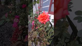 Rose flowersmy rose gardenshortvideo [upl. by Romine101]