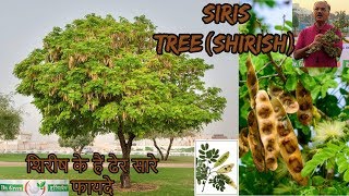 शिरीष के फायदे Albizia lebbeck Siris TreeShirishશિરીષ DR HITESH JANIDr green Ayurvedic [upl. by Arlene]