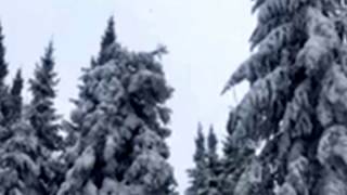 Snow on Trees From First Snow Fall  Minnesota Winter [upl. by Avan]