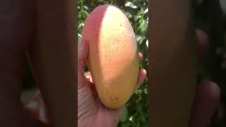 Summers Delight growing ValenciaPride mangoes harvesting floridagardening garden foodforest [upl. by Mcclain]