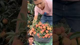 Harvesting lychee small seeds fruit sonlv [upl. by Nadab]